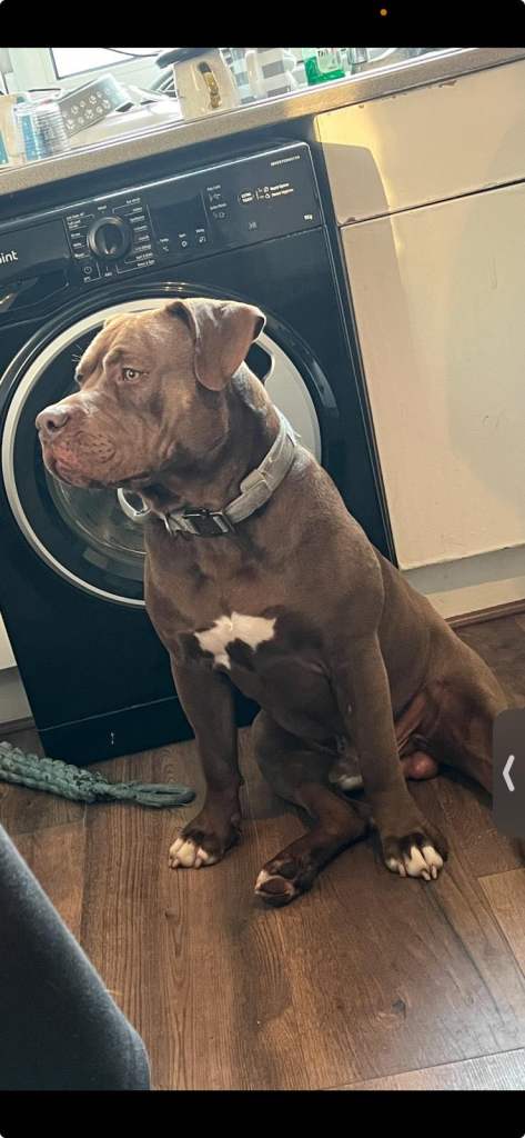 Half cane Corsa and half pocket bully