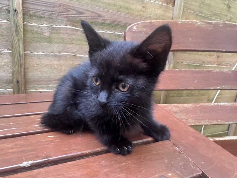 Beautiful Black kitten ready now only the black one available
