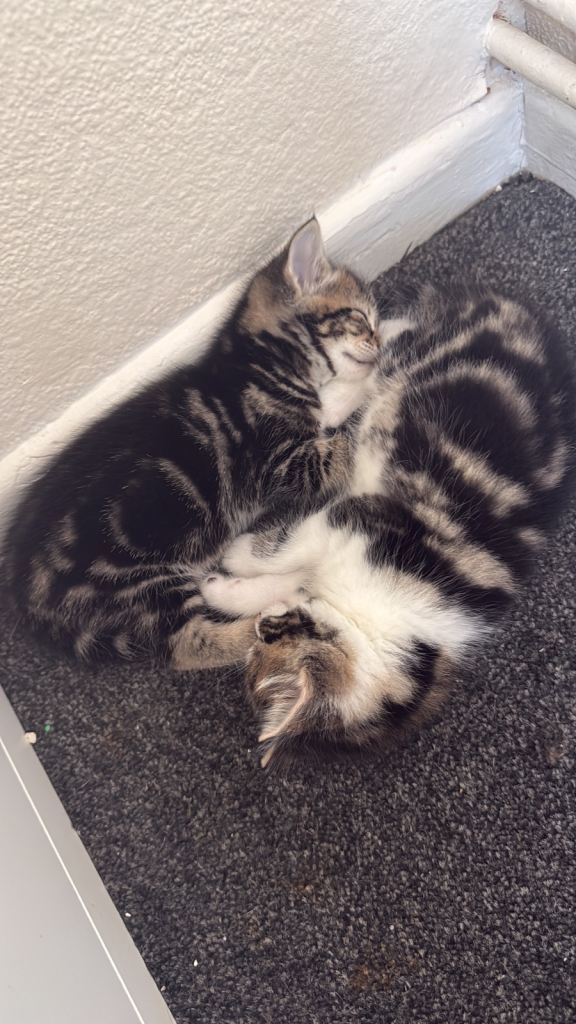 Lovely Kittens 