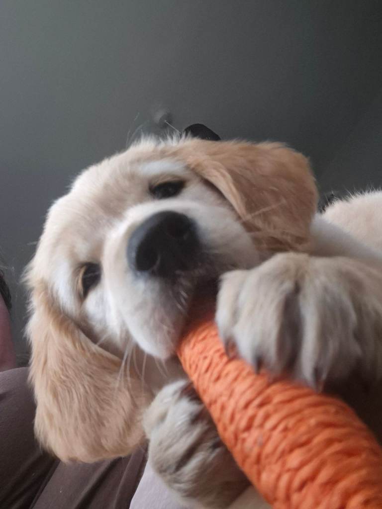 Golden retriever puppy 