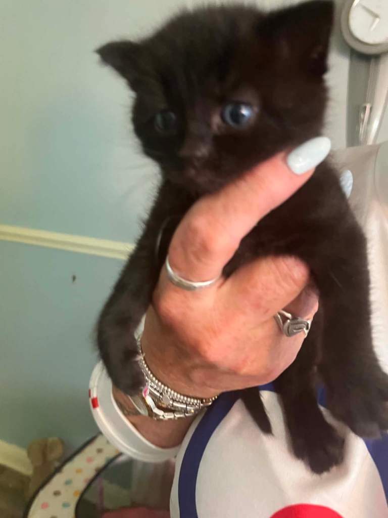 Beautiful kittens for sale