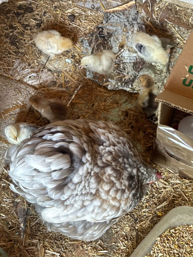 Chicks 