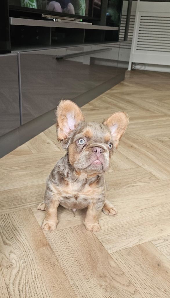 French bulldog pups 