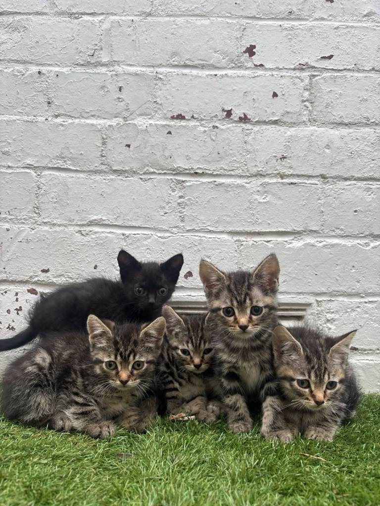 British Cat and Bengali Kittens 