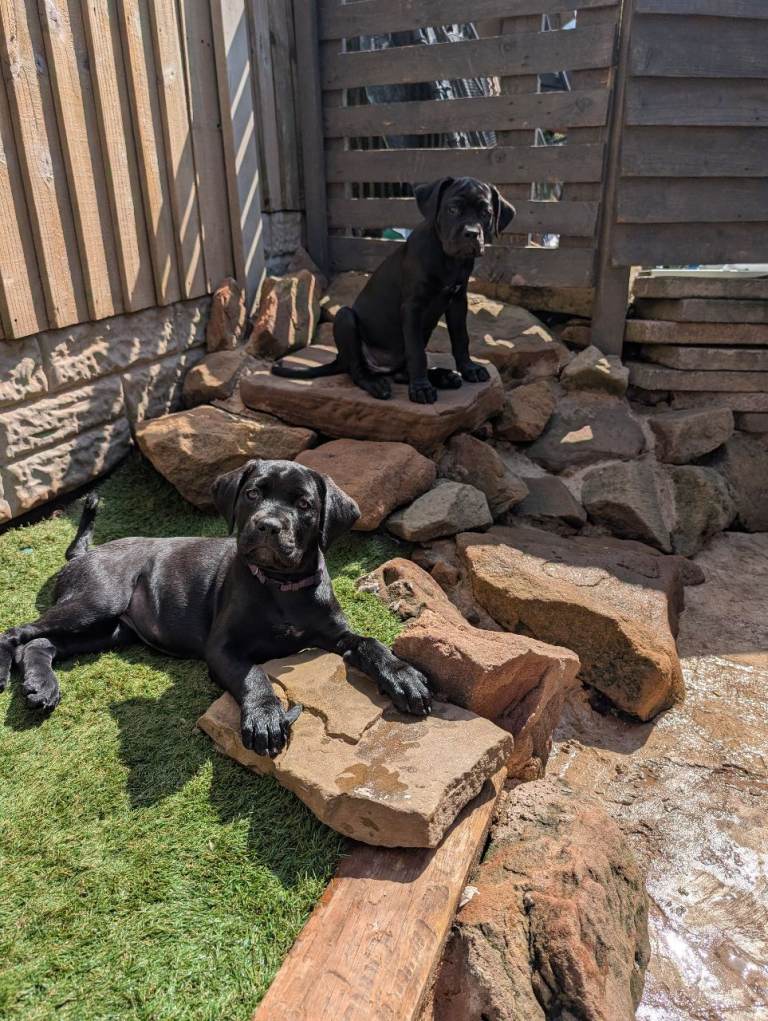 Black Female Cane corso puppies 10 weeks old