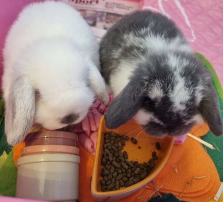 2 purebred baby mini lops X 2 lots