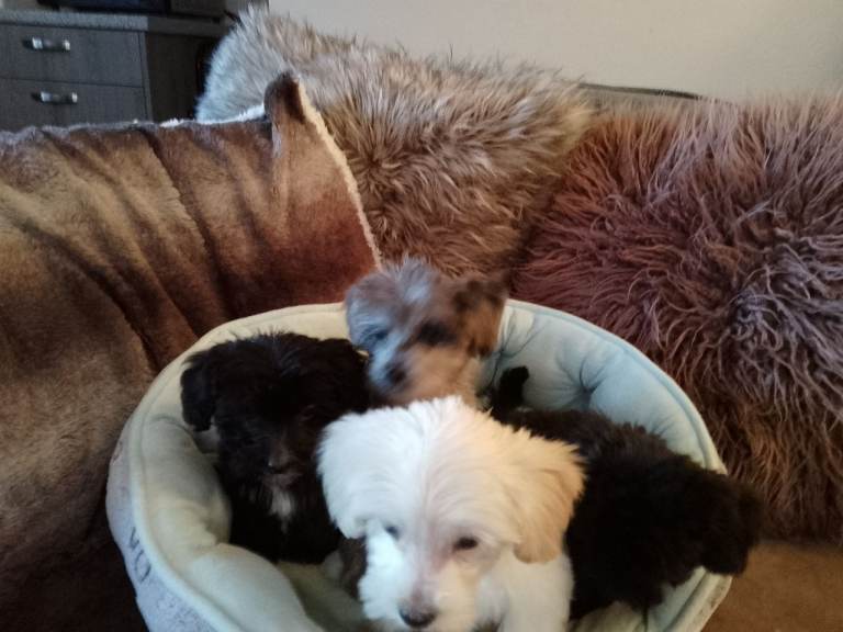 Malipoochon puppies 5 weeks free insurance included 
