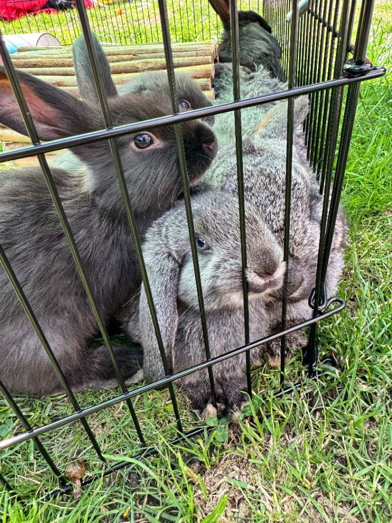 French lop black male bunny ready now! 