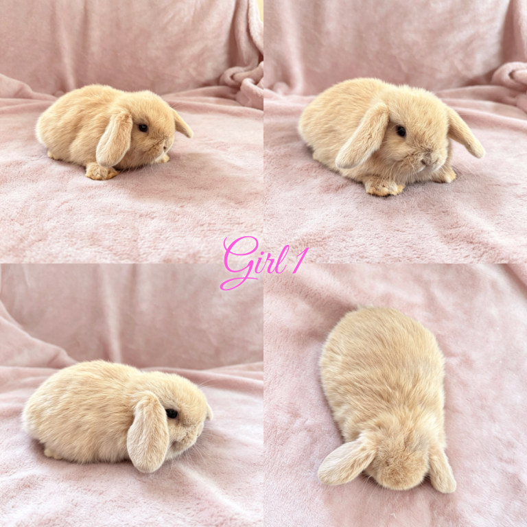Baby Mini Lops 