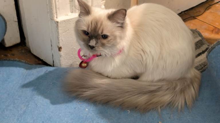 Russian Ragdolls looking for a good home