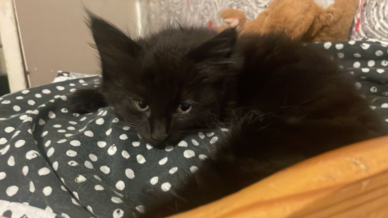 Two black cats