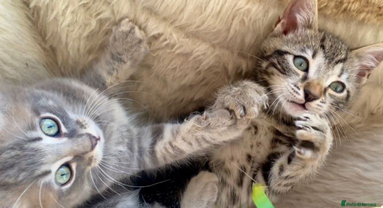 Ragdoll X Bengal Kittens