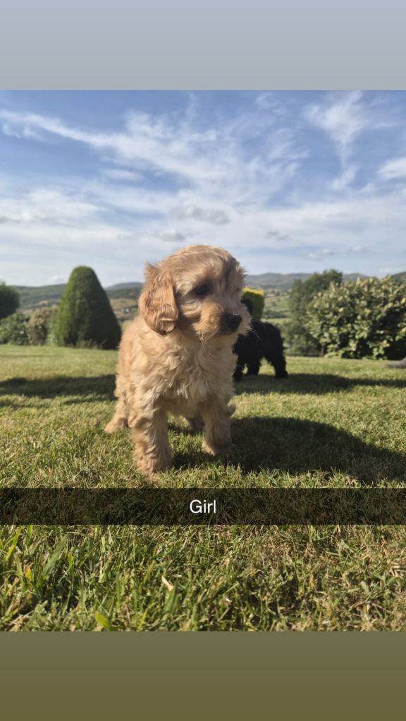 Schnoodle Puppies 