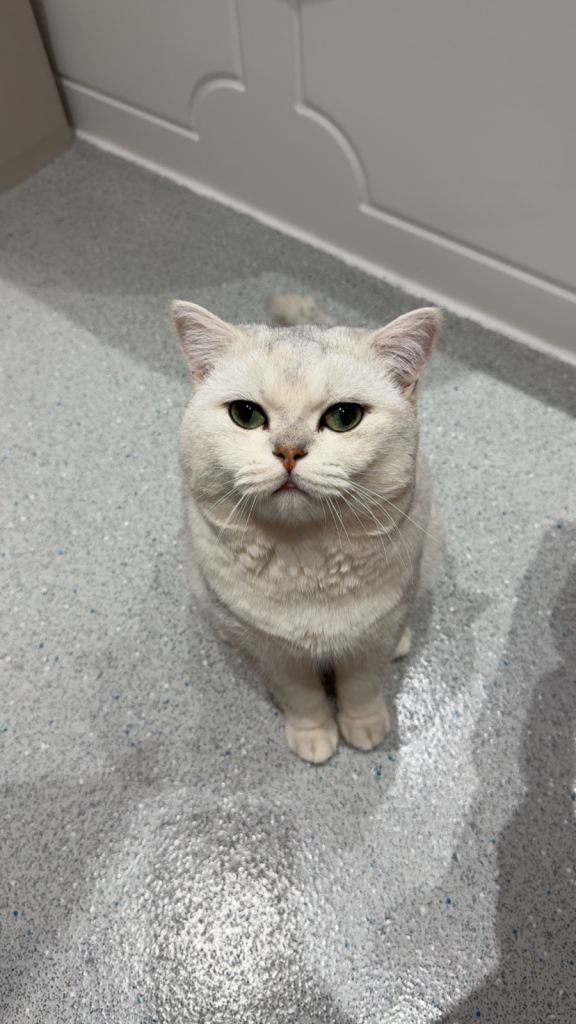 white thick haired Scottish Straight male 4 years old 