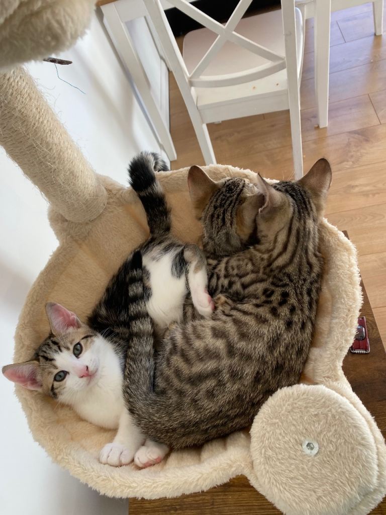 Beautiful Bengal cross kittens 