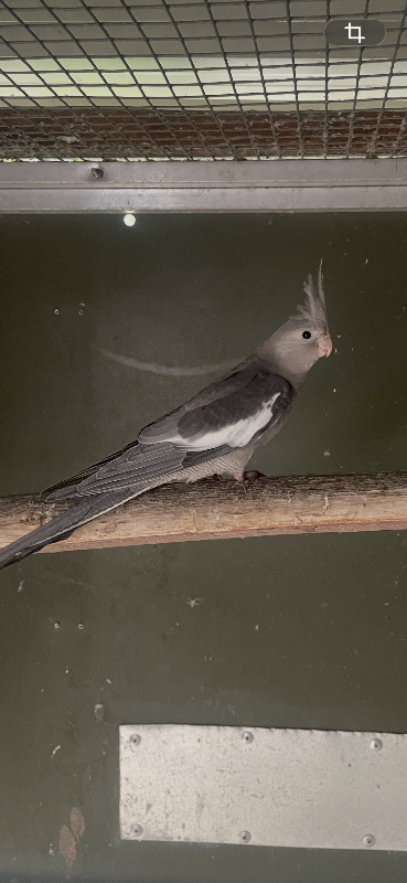 2026 Young Cockatiels