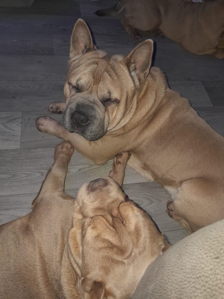 French bulldog x pups 
