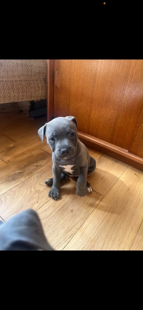 Blue Staffordshire bull terrier puppy’s 