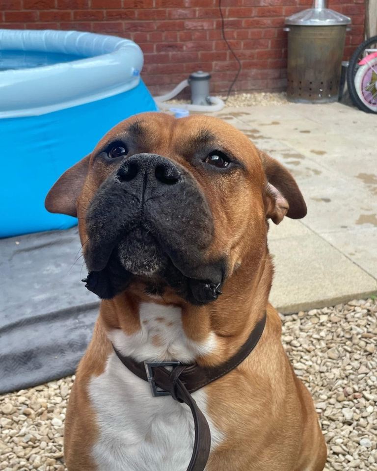 Bentley boxer x bullmastiff 