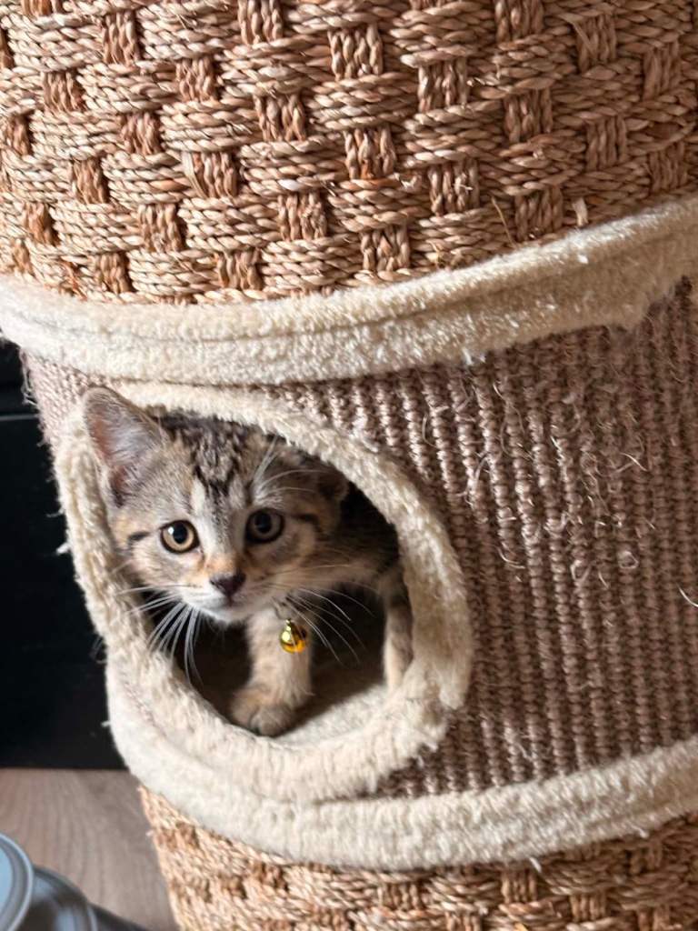 Beautiful cross bengal kittens looking for forever homes 