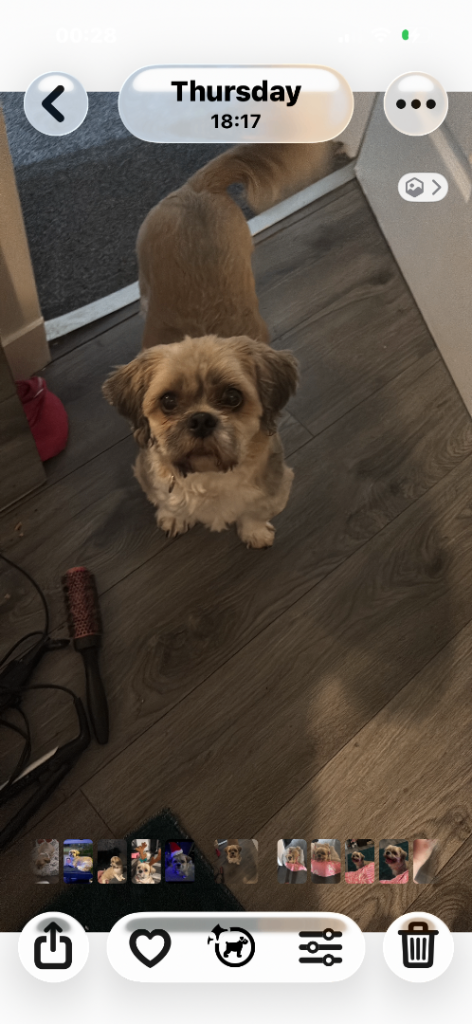 Shih tzu