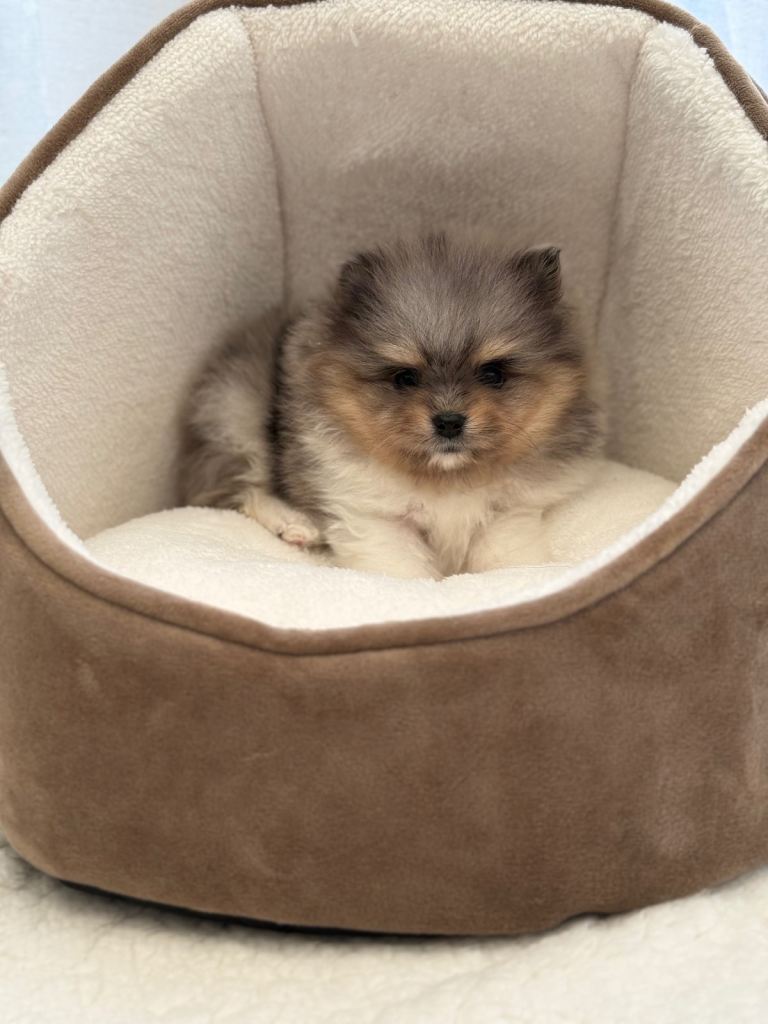 Pomeranian puppies