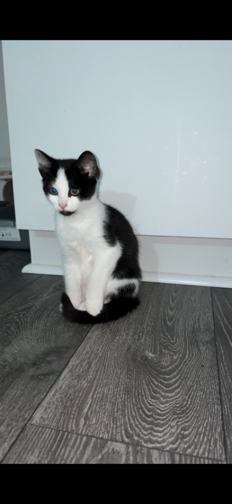 Gorgeous Tuxedo Kitten