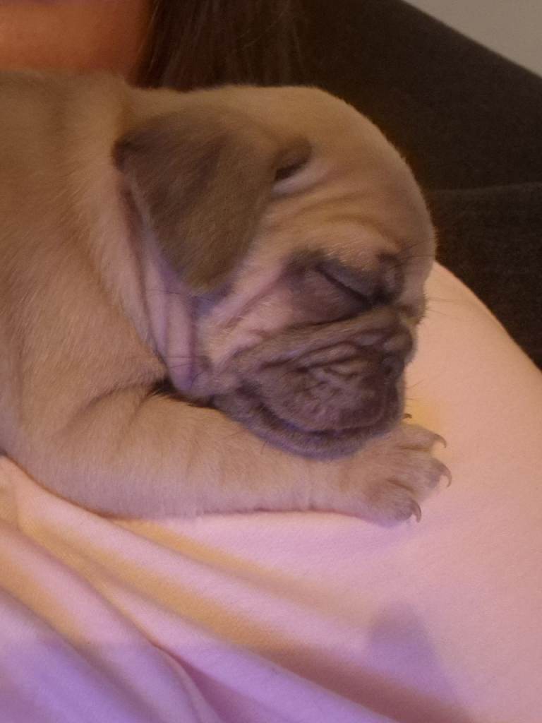 Lilac fawn Male pug puppy