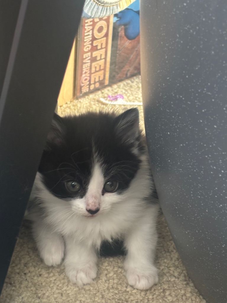 Kitten **Ready Now**