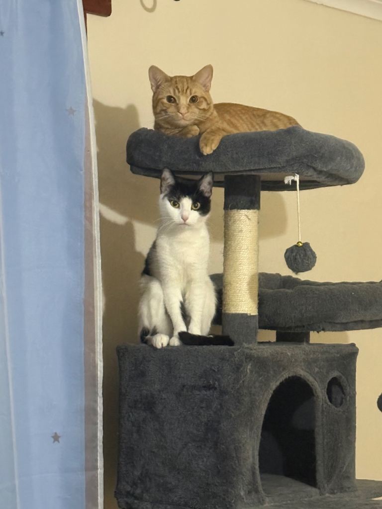 Adoption of Groot and Blossom