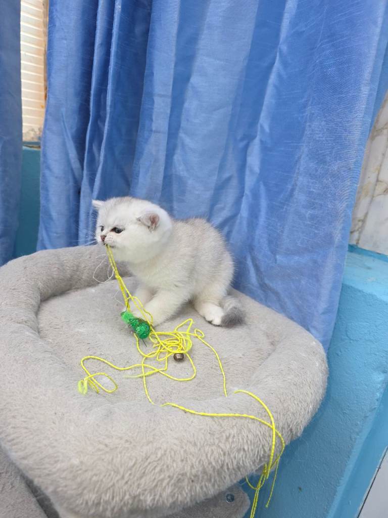 Persian kittens for sale