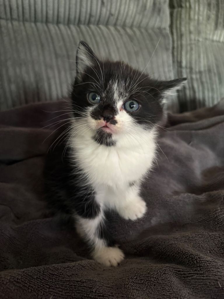 4 kittens ready 8th may in Northwich