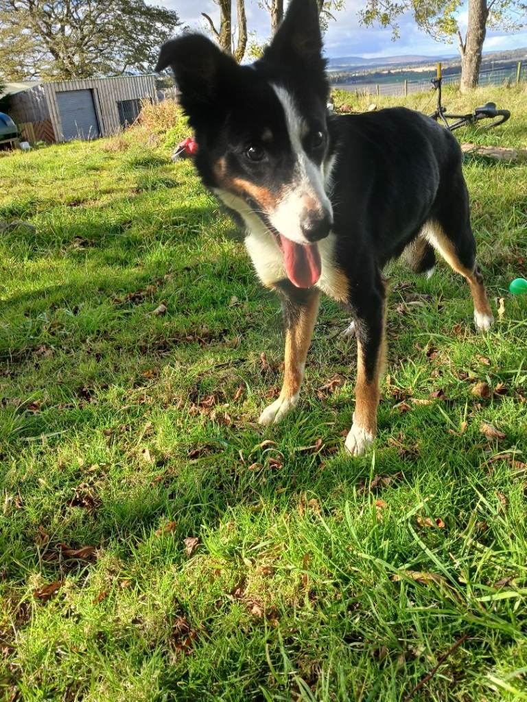 🐾 Loving Home Wanted for Our Beautiful Border Collie Girl 🐾 | in Huntly ...
