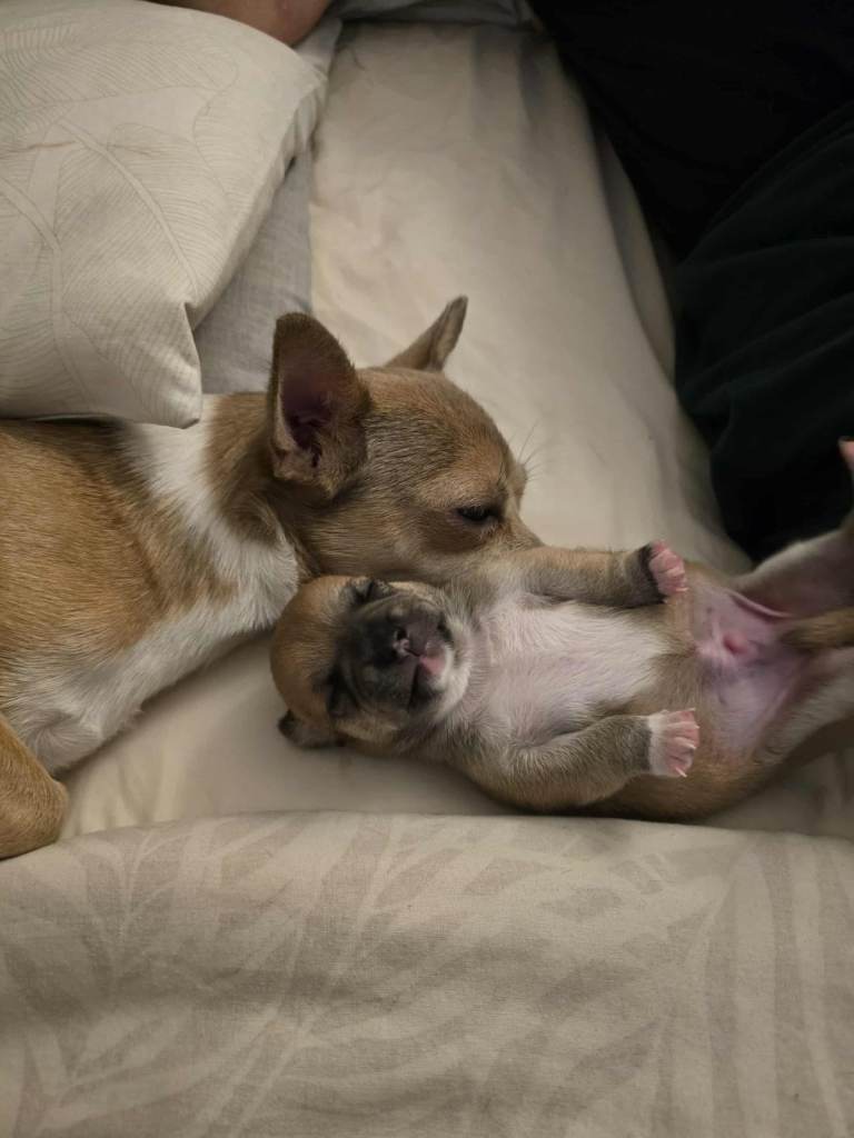 I am selling a 8 week old mini Chihuahua