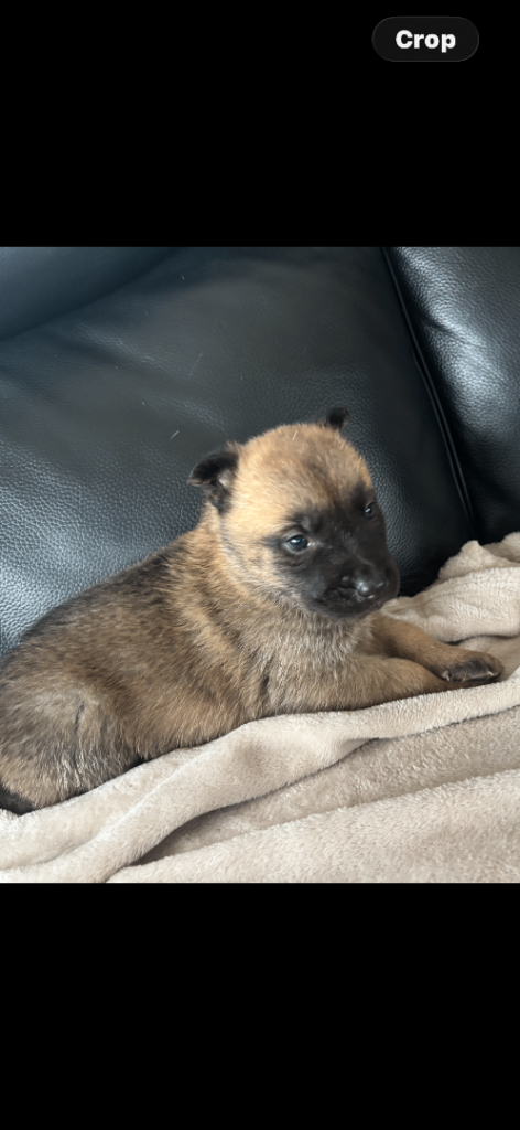 beautiful little girl for sale 