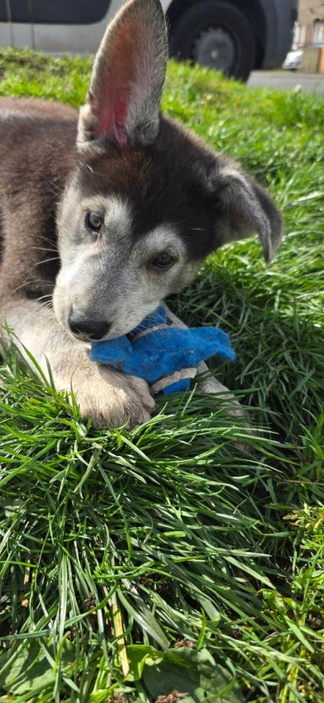 Shepsky puppies 