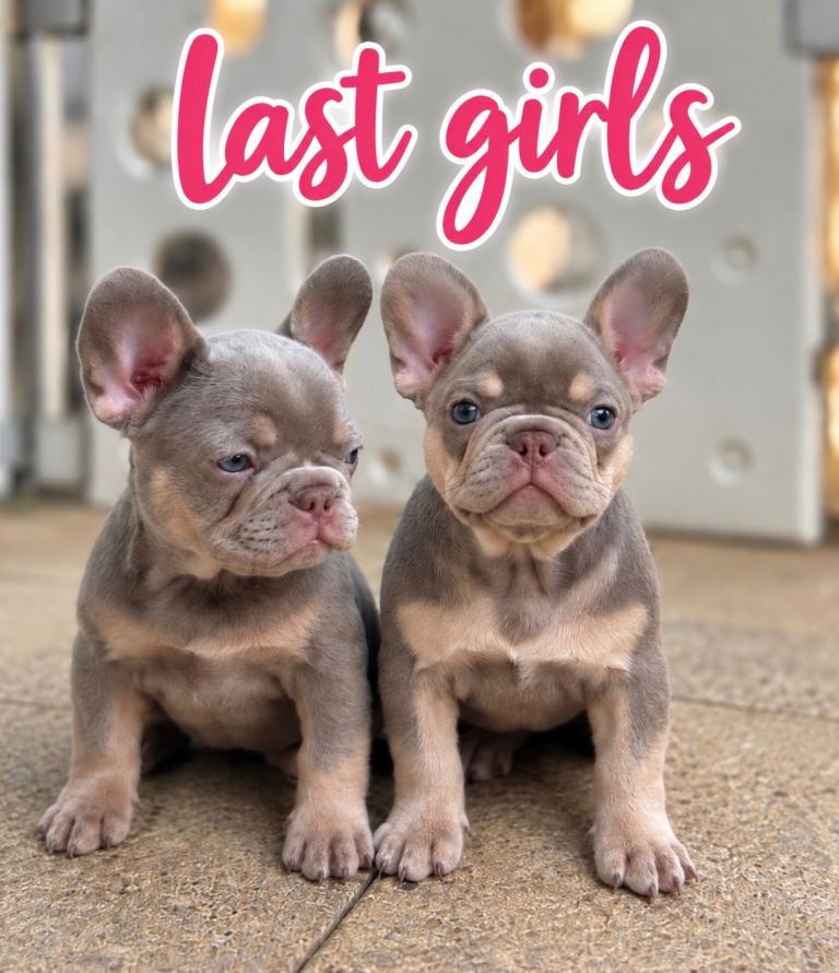 Price drop for weekend New Shade KC Registered French Bulldog Puppies