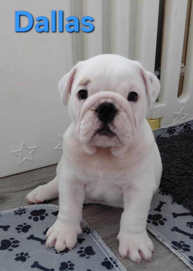 English Bulldog Puppies for Sale 