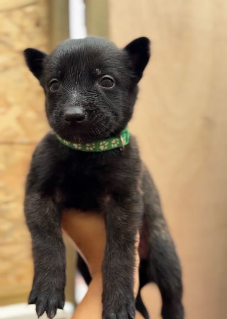 Dutch malinois puppies - 13/12/2025 ready 