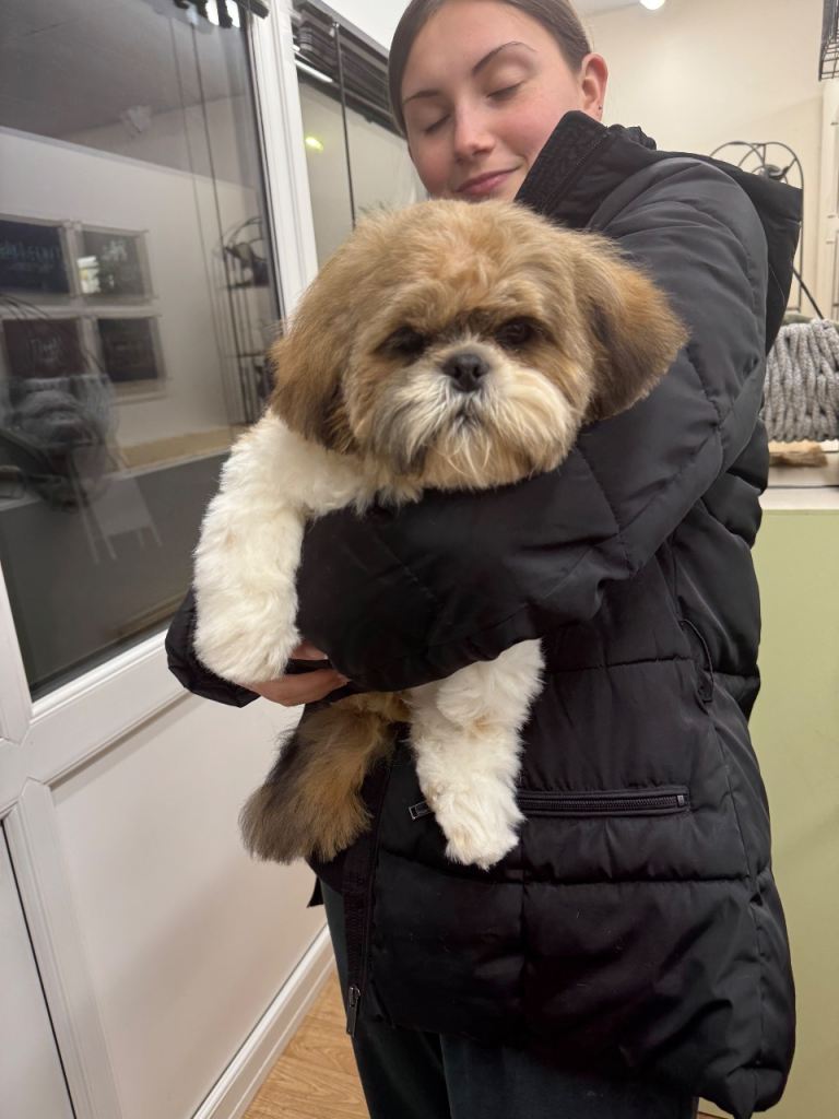 Shih tzu 5 months old to Sadly re-home 