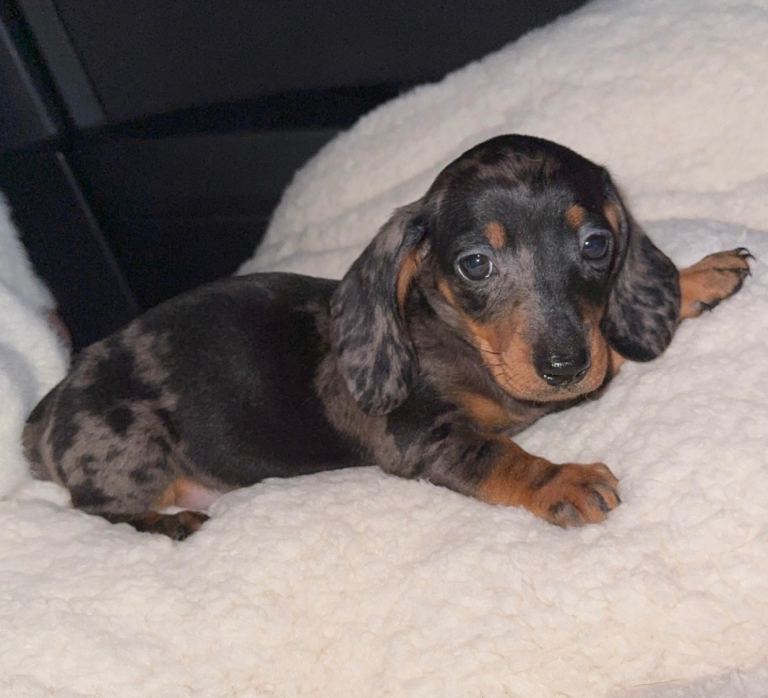 Silver Dapple Mini Dachshund Puppy
