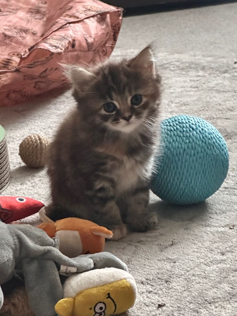 British long hair kitten 