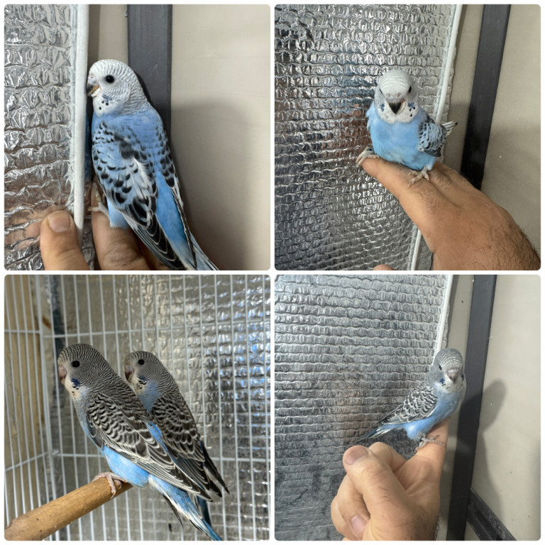 Beautiful budgies available 