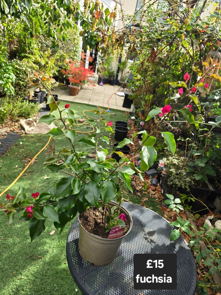 See pics for prices clearance Plant flower tree rose peony fig fruit bamboo evergreen hardy seculant