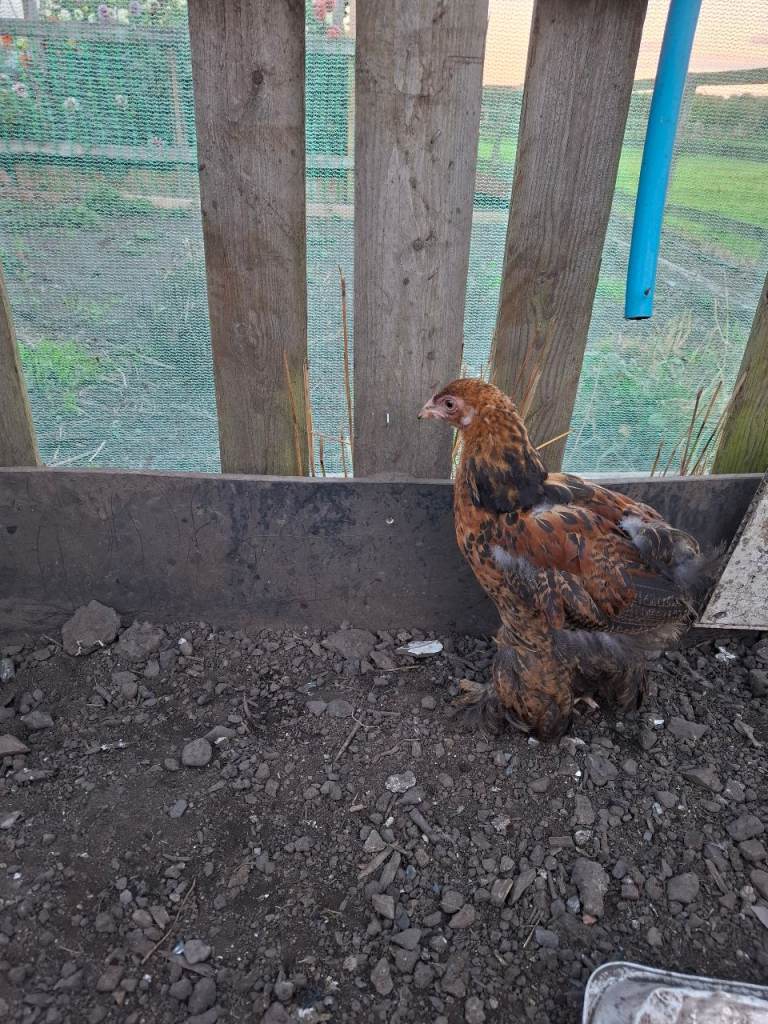 Gold Partridge Brahma cockerel