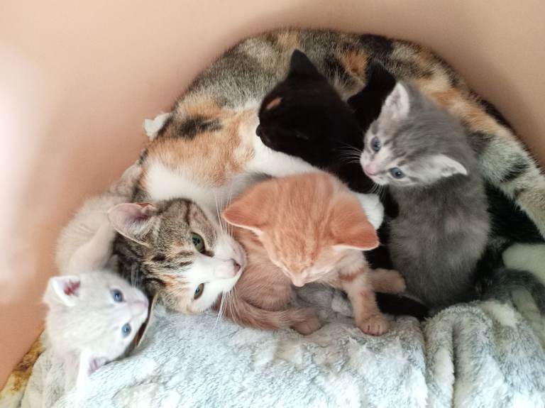 5 kittens 3 girls 2 boys 