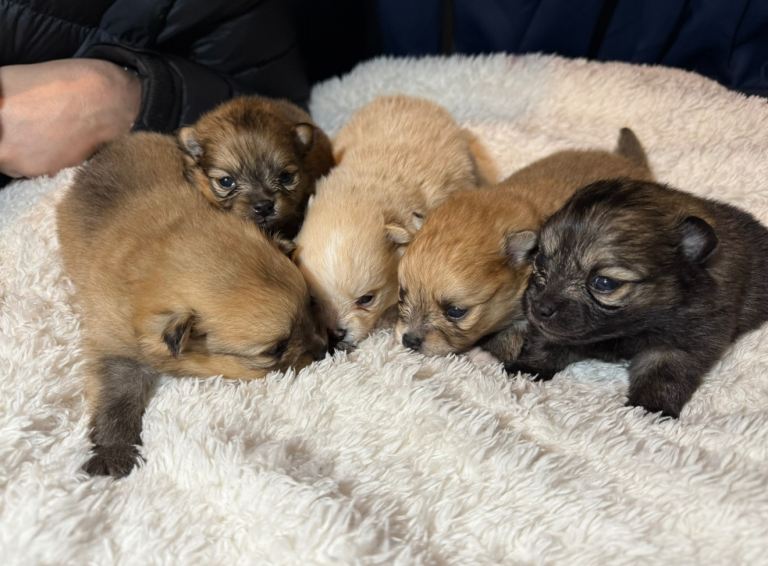 Pomeranian puppies😍