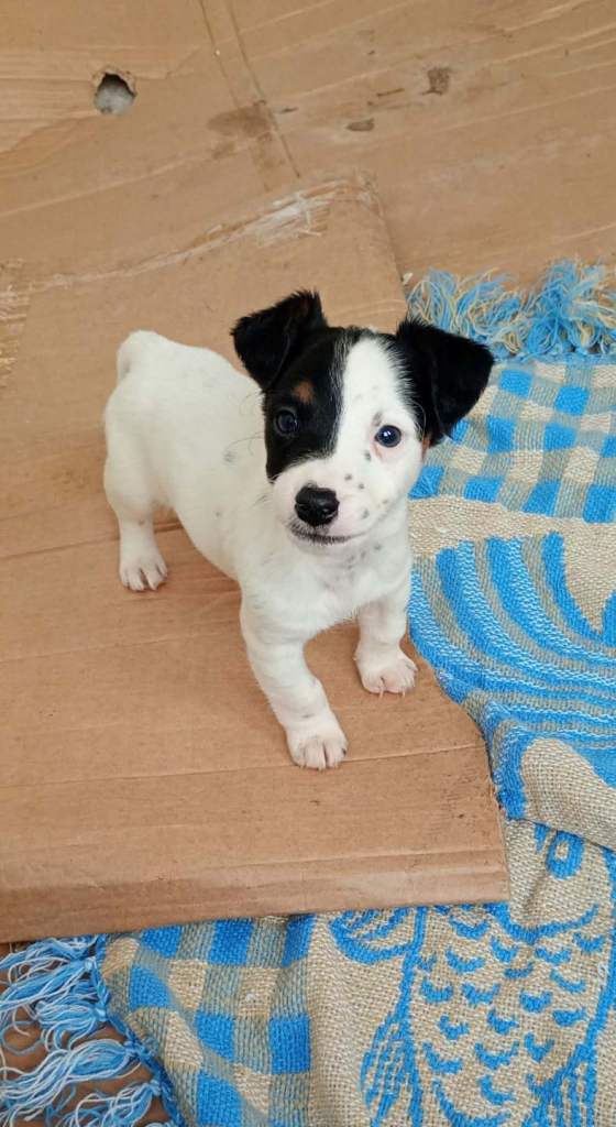 Jack russell puppies ready now