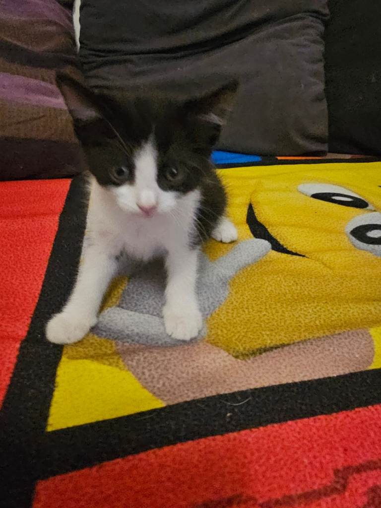 2 female kittens ready for new home