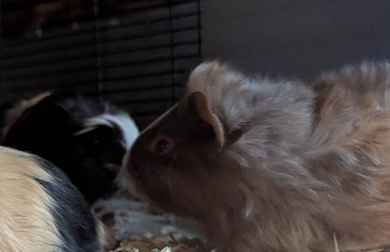 Beautiful Male Baby Guinea pigs 